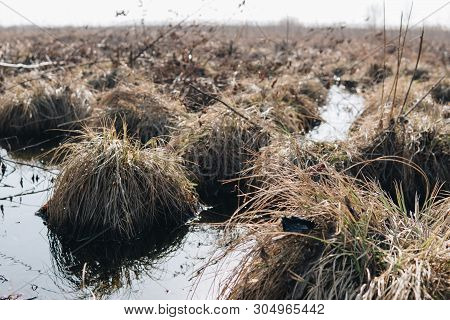 Landscape With Swamps