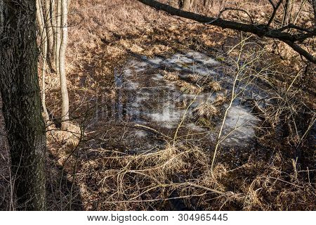 Landscape With Swamps