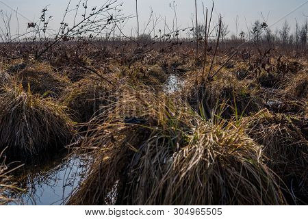 Landscape With Swamps