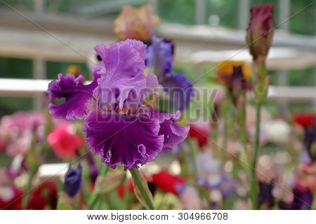 Bright Iris Bloom