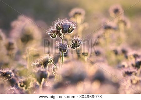 Lacy phacelia flower field Nature sunset sunrise flower Nature background Nature flower Nature background flower meadow Nature flower Nature morning flower Nature background flower Nature outdoor Nature flower Nature flower meadow Nature flower background