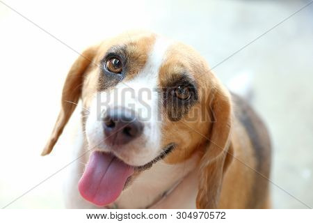 Closeup Portrait Of Tricolor Beagle Dog, Focus On The Eye