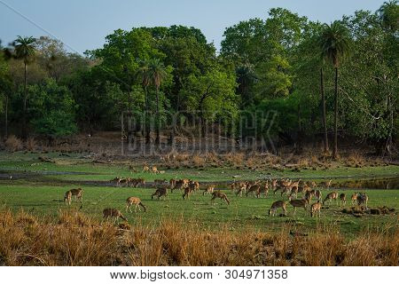 Alert Spotted Deer Herd After An Alarm Call By A Sambar Deer In Rajbaug Lake At Ranthambore National