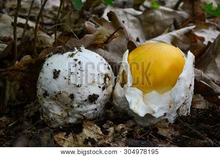 Two Very Young Specimen Of Caesar's Mushrooms
