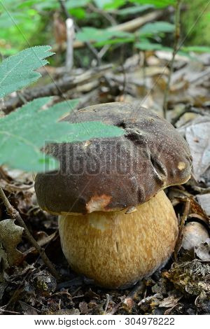 Young, Healthy Specimen Of Boletus Aereus Or Dark Cep, Or Bronze Bolete Mushroom Hidden Behind Oak L