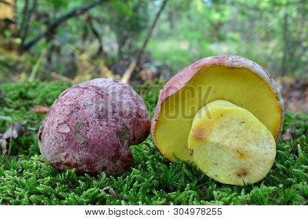 Two Beautiful Specimen Butyriboletus Regius (formerly Boletus Regius), Commonly Known As The Royal B