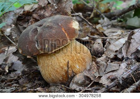 Young, Healthy Specimen Of Boletus Aereus Or Dark Cep, Or Bronze Bolete Mushroom In Natural Habitat,