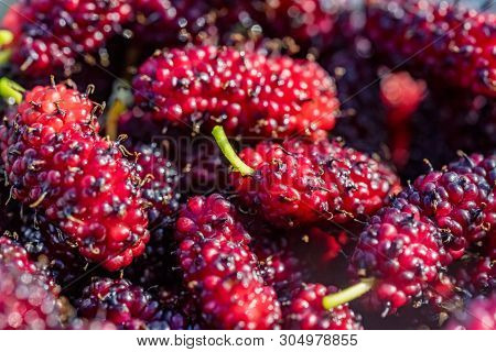 Fresh Ripe Mullberries Close Up For Background