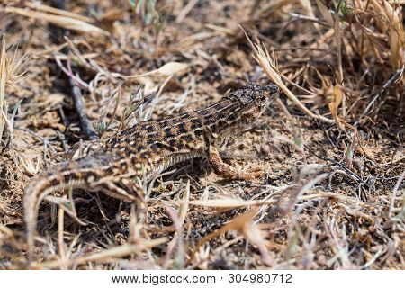 Steppe Runner Lizard Or Eremias Arguta In Dry Grass Close