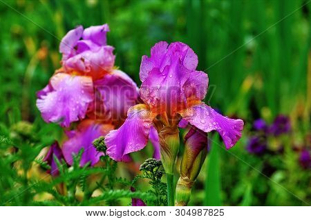 Modern Grades Of Irises Please Flower Growers With Elegance And Beauty.