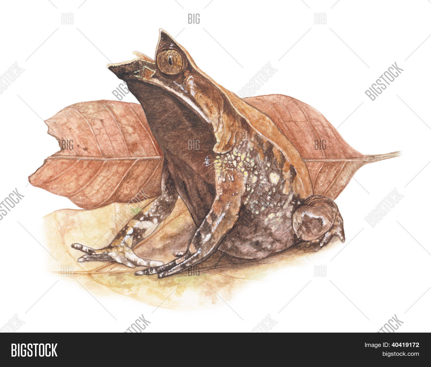 Image Preview