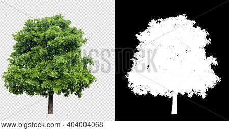 Tree On Transparent Background Image With Clipping Path And Alpha Channel