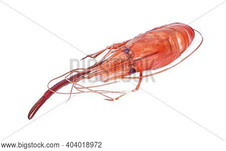Shrimps An  Isolated On A White Background