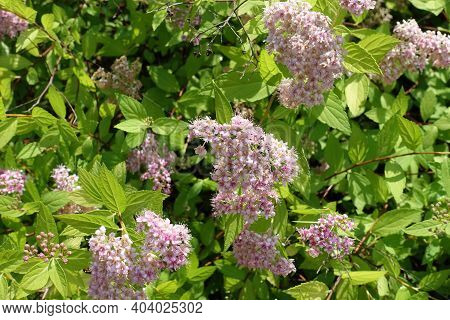 Korean Spiraea With Light Pink Flowers In June