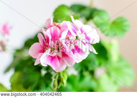 Group Of Vivid Pink Pelargonium Flowers (commonly Known As Geraniums, Pelargoniums Or Storksbills) A