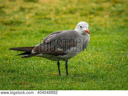 A Striking Image Of One Of The Most Beautiful Gulls In North America, The Heerman's Gull, Sitting In
