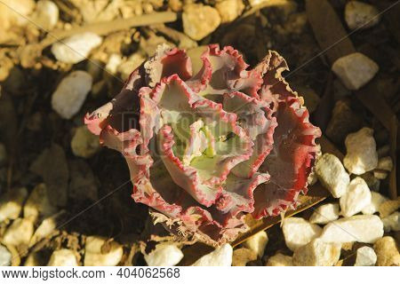 Beautiful Echeveria Gibbiflora Succulent Plant In The Garden Under The Sun