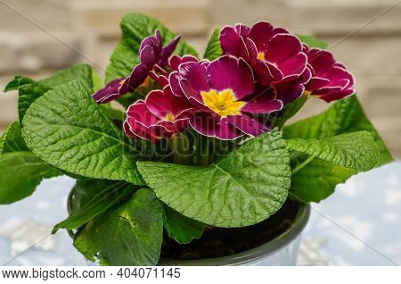 Polyanthus Or Primrose, Colourful Flowers In Full Bloom, Photographed From A Short Distance,macro,fl