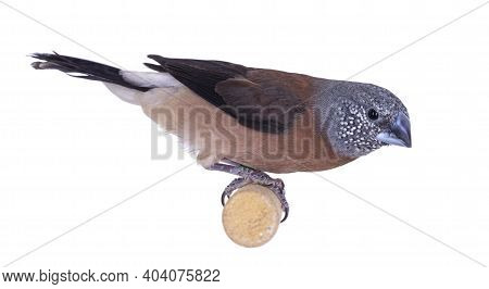 Grey-headed Silverbill Aka Lonchura Griseicapilla. Isolated On White Background.