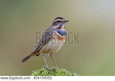 Male Of Bluethroat (luscinia Svecica) Beautiful Little Migrant Bird To Asia, Standing Expose On Gree