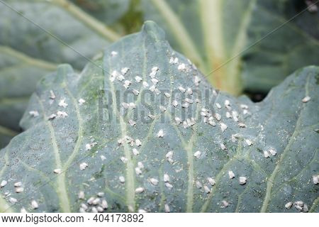 Whitefly Aleyrodes Proletella Agricultural Pest On Cabbage Leaf.