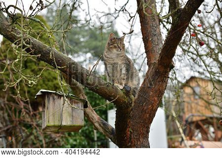 A Domestic Cat Sits And Hunts Birds In The Garden By The Birdhouse