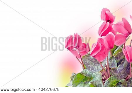 Purple Flowers Of Cyclamen Persians , Alpine Violet . Flower Background. High Quality Photo