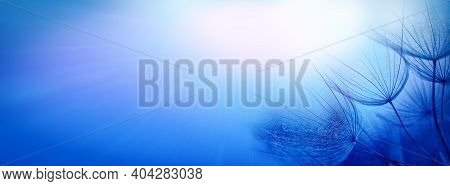 Abstract Background For Design. Dandelion Seeds On A Blue Beautiful Background With Soft Focus. Blue