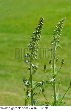 Alpine Delphinium Pacific Giant Flower Buds - Latin Name - Delphinium Elatum Pacific Giant