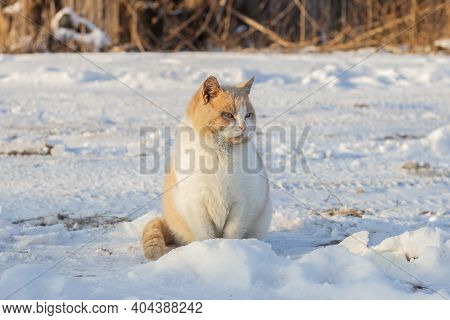 Red Beautiful Fluffy Homeless Cat Sits On The Snow In Winter. Animal Welfare Concept, Animal Shelter