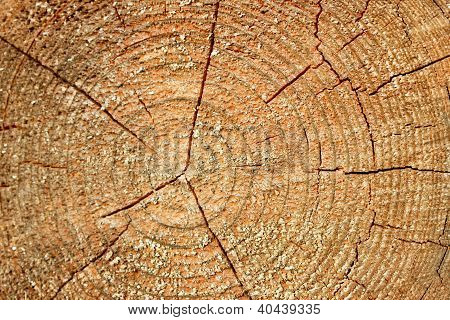 Vágott Fűrészelő szerkezete