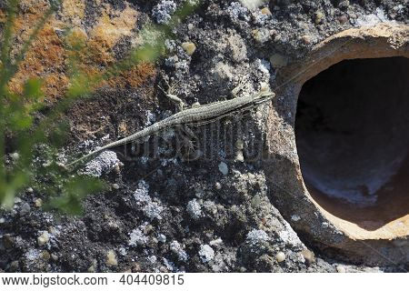 A Nice Picture Of An Indefinite Lizard From Central Europe , Beatiful Photo
