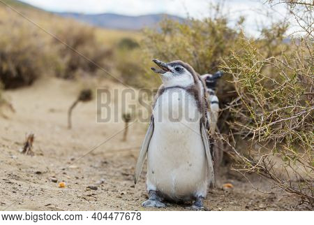 Magellanic Penguin (Spheniscus magellanicus) in Patagonia