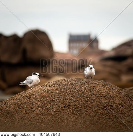 Two Sandwich Terns Resting On A Rock, Cloudy Day In Summer, Pink Granite Coast In Brittany (france)