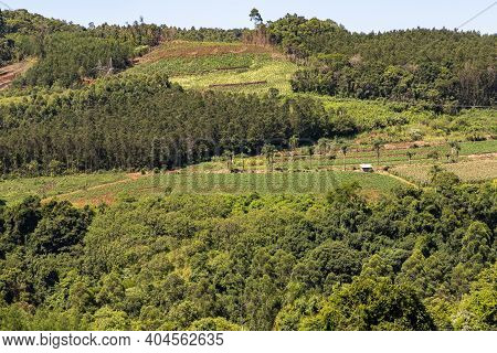 Forest And Farm Fields