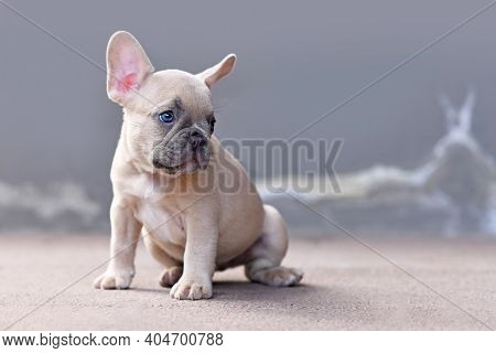 Young Lilac Fawn Colored French Bulldog Dog Puppy In Front Of Gray Background