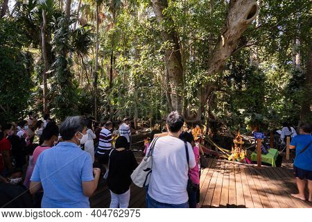 Udon Thani, Thailand-december 22, 2020: A Big Tree That People Believe Is Sacred And Come To Pray Fo
