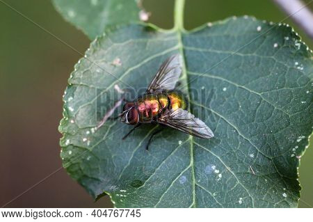 A Shiny Fly Sits On A Leaf From A Tree.