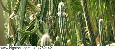 Green Background By Plump Stems And Spiky Spines Of Cereus Peruvianus Cactus