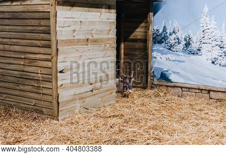 Whitchurch, Bristol, Uk - November 29, 2017: A Reindeer  Nativity Animals In Whitehall Garden Centre