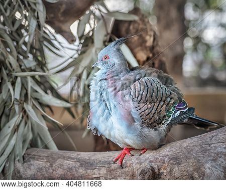 Crested Pigeon, Ocyphaps Lophotes