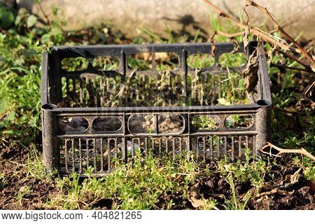 Dirty Old Black Plastic Crate With Perforated Base And Sides Made From High Density Polyethylene Use