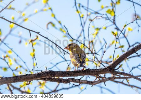 Green And Yellow Songbird, European Greenfinch Sitting On A Branch In Spring. The European Greenfinc