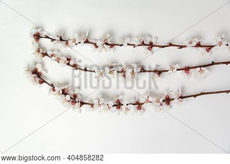 Three Blooming Apricot Branches On White Background. Flowering Apricot Tree