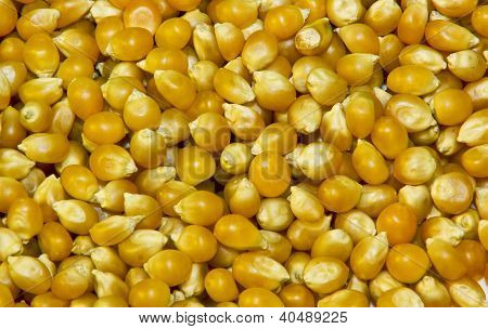 Pop Corn séchées graines