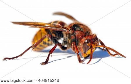 Detail Of European Hornet In Latin Vespa Crabro Isolated On White Background