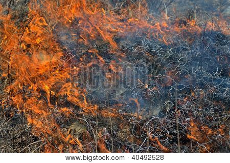 Plamen Brushfire