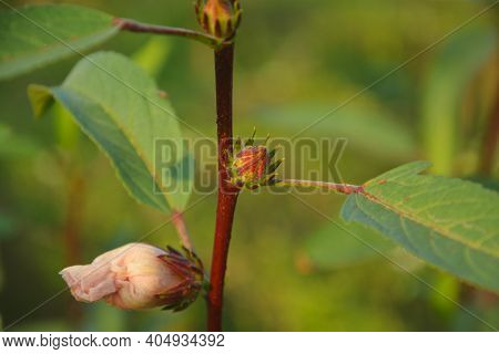 Close Up Of A Ladies Finger Plant, Okra (abelmoschus Esculentus) With Maroon Color Stem, Green Leave