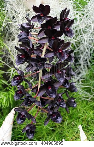 The Unique Dark Flower Of Svo After Dark Black Pearl Orchids