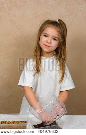 A Little Girl Is Planting Seeds In A Seed Breeder With Soil. Planting Microgreen Seeds.